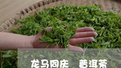 龙马同庆 普洱茶/2023031761803